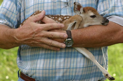 Baby whitetail deer discount