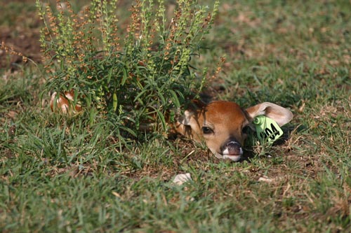 Fawns