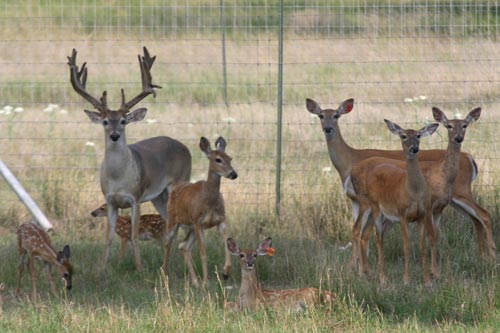 Farm deer cheap